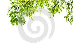 Green leaves and branches isolate on white background for abstract texture environment nature