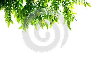 Green leaves and branches isolate on white background for abstract texture environment nature