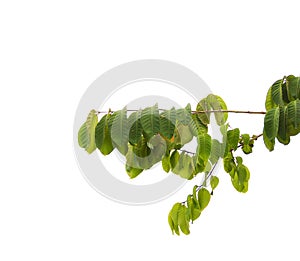 Green leaves and branches on isolated white background