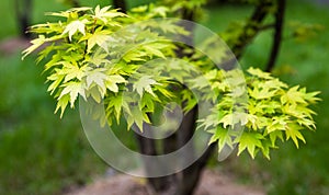 Green leaves on the branches of the Japanese maple