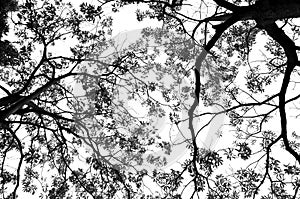 Green leaves and branches monochrome