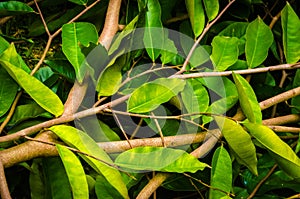 Green leaves and branches of a tree