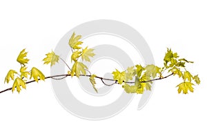 Green leaves and branches on white background for abstract texture environment nature love earth