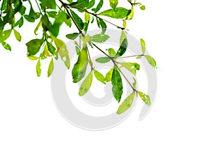 Green Leaves And Branches On White Background For  Environment Texture .Earth Day Concept. Environment concept