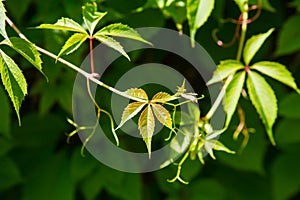 green leaves in bright sunlight