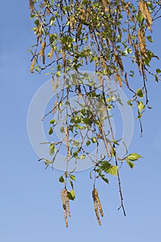 Green leaves and buds of birch, young foliage in the sunny day. Spring background