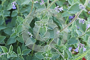 Green leaves and buds on a catmint plant about to bloom