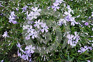 Green leaves, buds and violet flowers of phlox subulata in April