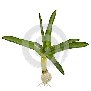Green leaves, bulb and roots of hyacinth flower, isolated on white background