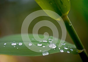 Green leaves of bulrush with drops of dew after rain with a blur