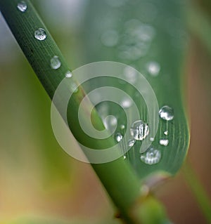 Green leaves of bulrush with drops of dew after rain with a blur
