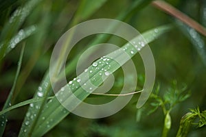 Green leaves of bulrush with drops of dew after rain with a blurred background