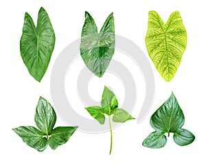 Green leaves Bundle on white background, leaf isolated set, green leaf plant eco nature tree branch isolated