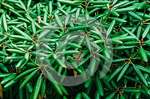 Green leaves on a bush close up