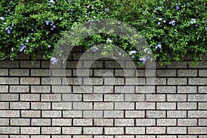 Green Leaves Bush on old wall