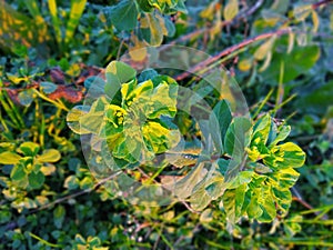 Green leaves of the bush sun lights
