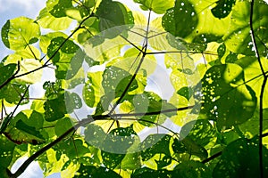 Green Leaves Of The Bush are worm bites nature abstract defucus background