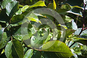 Green leaves on bushes in the garden.