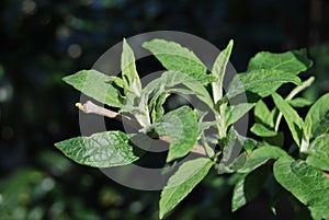 Green leaves from the Butterfly bush (Buddleja davidii)