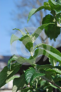 Green leaves from the Butterfly bush (Buddleja davidii)