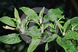 Green leaves from the Butterfly bush (Buddleja davidii)