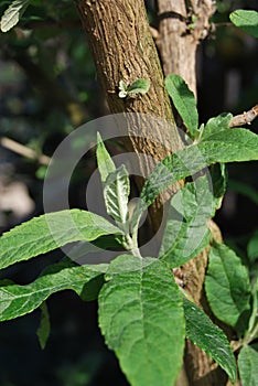 Green leaves from the Butterfly bush (Buddleja davidii)