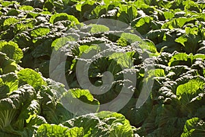 Green leaves of cabbage in the garden