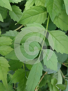 Green leaves of Campsis grandiflora