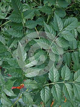 Green leaves of Campsis grandiflora