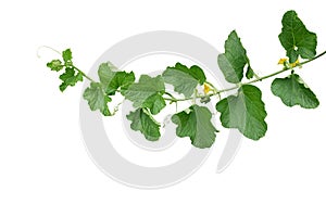 Green leaves of Cantaloupe Muskmelon with yellow flowers and tendrils, pumpkin leaf-like vine plant isolated on white background