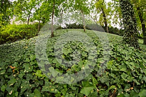 Green leaves carpet in forest