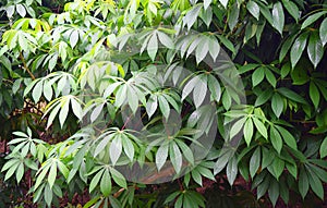 Green Leaves of Cassava Plants - Manihot Esculenta - Tapioca Plantation in Kerala, India