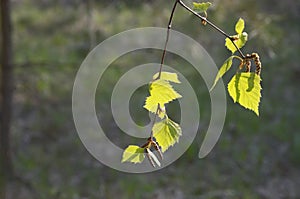 Green leaves and catkins at a birch sprig in nature.
