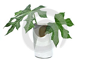 Green leaves in ceramic cupâ€‹on white backgroundâ€‹