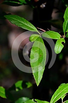 Green leaves of Chaenomeles cathayensis, flowering tree of rose family, known also for his flowers and pome fruit.