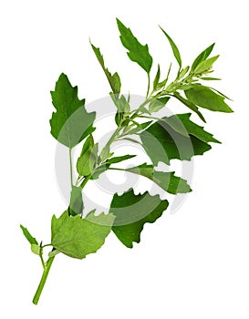 Green leaves of Chenopodium album