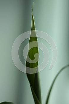 Green leaves of Chinese Lucky Bamboo.