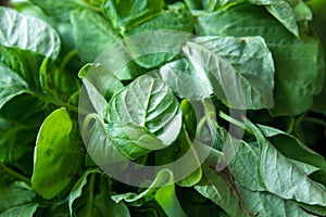 Green leaves of Chinese spinach also known as Amaranthus dubius. Known Arai keerai in tamil language