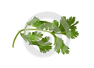 Green leaves of cilantro isolated on white