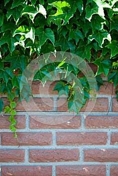 Green leaves of a climbing plant of ivy, against a red brick wall