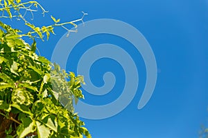 Green leaves of a climbing plant on a Sunny day against a blue sky. Background for the summer or spring season, green