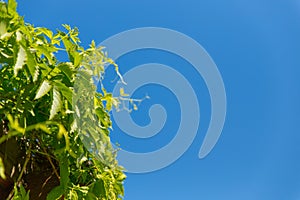 Green leaves of a climbing plant on a Sunny day against a blue sky. Background for the summer or spring season, green foliage,