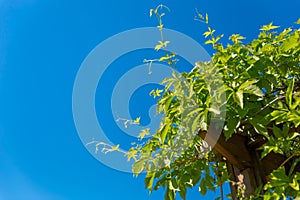 Green leaves of a climbing plant on a Sunny day against a blue sky. Background for the summer or spring season, green foliage,