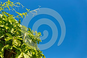 Green leaves of a climbing plant on a Sunny day against a blue sky. Background for the summer or spring season, green foliage,