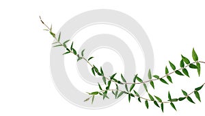 Green leaves climbing vines jungle ivy plant isolated on white background with clipping path, nature frame layout