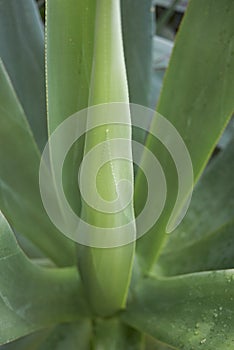 Green leaves close up of Agave mitis