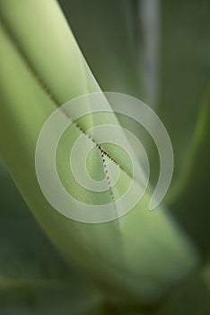 Green leaves close up of Agave mitis