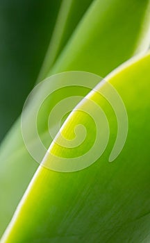 Green leaves close-up. Artistic background