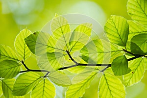 Green leaves close up in denmark Scandinavia