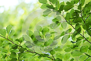 Green leaves close up in denmark Scandinavia